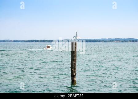 Möwe sitzt auf dem alten Pole-Meer-Porträt in Riva del Gardastadt Stockfoto