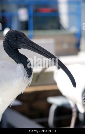 White Ibis, Sydney Fish Market, NSW, Australien Stockfoto