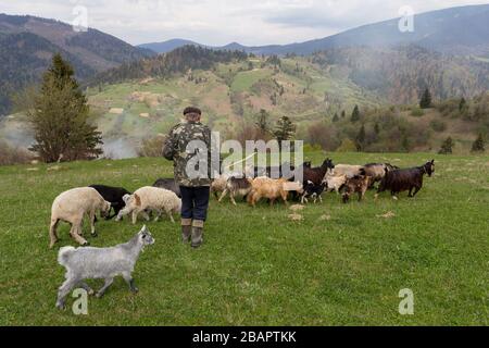 Hirte mit Schafen und Ziegen auf einer Wiese auf einem Hintergrund von Bergen. Karpaten Stockfoto