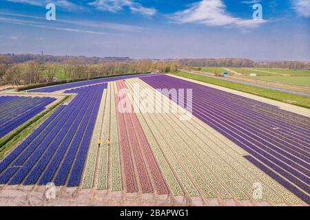 Ein Paar, das im Frühlingsblumenfeld in den Niederlanden spazieren geht, Drone Luftbild über Frühlingsblumen in den Niederlanden, Hyacint bunte Blumen in den Stockfoto