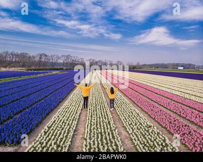 Ein Paar, das im Frühlingsblumenfeld in den Niederlanden spazieren geht, Drone Luftbild über Frühlingsblumen in den Niederlanden, Hyacint bunte Blumen in den Stockfoto