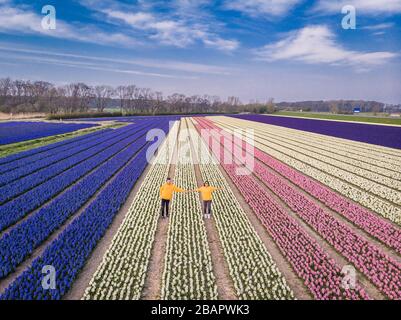 Ein Paar, das im Frühlingsblumenfeld in den Niederlanden spazieren geht, Drone Luftbild über Frühlingsblumen in den Niederlanden, Hyacint bunte Blumen in den Stockfoto