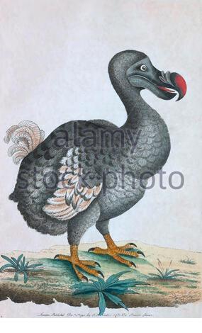 Dodo (Raphus cucullatus), Vintage Illustration veröffentlicht in der Naturalist's Miscellany von 1789. Der Dodo ist eine auf der Insel Mauritius endemische Vogelart, die Mitte des 17. Jahrhunderts ausgestorben ist. Stockfoto