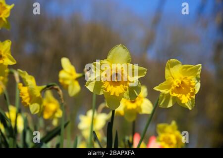 Nahaufnahme gelber Narzissenblumen (Narzisse pseudonarcissus) verschwommene Bäume und blauer Himmelshintergrund Stockfoto