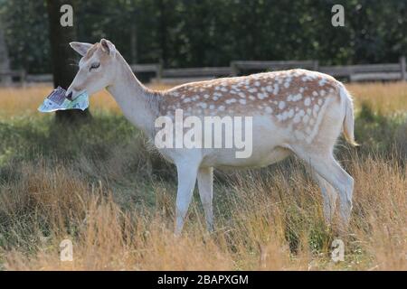 Brake Deer isst Papier in Skandinavisk Dyrepark, Kolind, Dänemark Stockfoto
