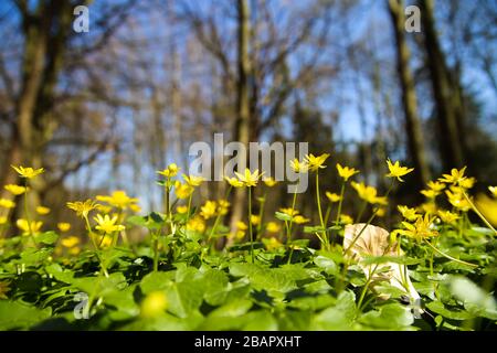 Erste Farbflecken im Wald im Frühjahr: Nahaufnahme gelber Butterblumen (Ranunculus) mit verschwommenem Baumhintergrund (zwei Blumen im ce im Fokus) Stockfoto