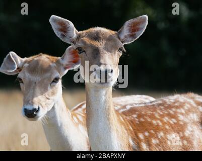 Falg Deer Porträt in Skandinavisk Dyrepark, Kolind, Dänemark Stockfoto