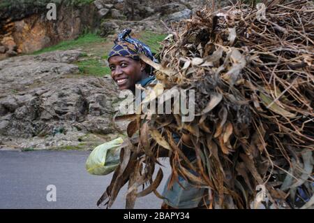 Mount Entoto Eucalyptus Forest oberhalb von Addis Abeba, Äthiopien. Die heiligen Wälder von Nordäthiopien. Die Tradition der Frauen, die en sammeln und tragen Stockfoto