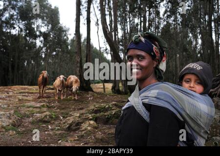 Mount Entoto Eucalyptus Forest oberhalb von Addis Abeba, Äthiopien. Die heiligen Wälder von Nordäthiopien. Die Tradition der Frauen, die en sammeln und tragen Stockfoto