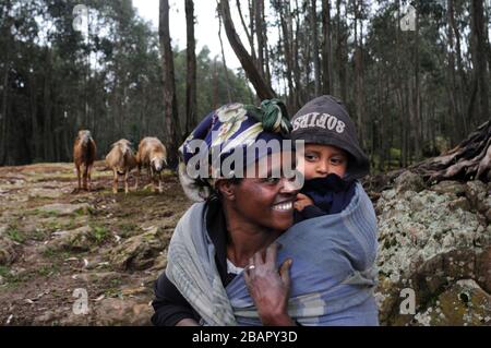 Mount Entoto Eucalyptus Forest oberhalb von Addis Abeba, Äthiopien. Die heiligen Wälder von Nordäthiopien. Die Tradition der Frauen, die en sammeln und tragen Stockfoto