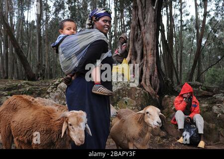 Mount Entoto Eucalyptus Forest oberhalb von Addis Abeba, Äthiopien. Die heiligen Wälder von Nordäthiopien. Die Tradition der Frauen, die en sammeln und tragen Stockfoto