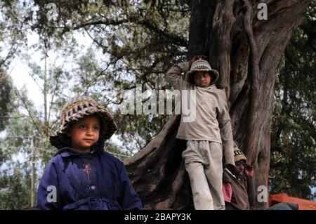 Kinder im Mount Entoto Eucalyptus Forest oberhalb von Addis Abeba, Äthiopien. Die heiligen Wälder von Nordäthiopien. Stockfoto