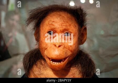 Lucy im Archäologischen Nationalmuseum in Addis Abeba, Äthiopien. Ardi, Ardipithecus ramidus, Nachbildung des 4,4 Millionen alten Vorfahren, Nationalmuseum von E Stockfoto