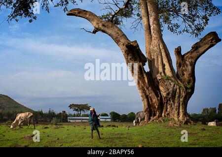 Kinder arbeiten. Ländliche Landschaft in der Nähe der TIS ISAT Blue Nile Falls des Ackerlandes in der Nähe von Bahir dar in Äthiopien Stockfoto