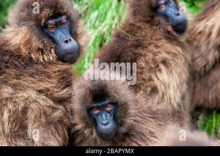 Gelada Baboon Theropithecus Gelada im Simien-Gebirge-Nationalpark, Amhara-Region, Nord-Äthiopien Stockfoto