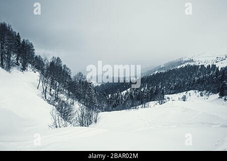 Schneebedeckte Fichten im Kaukasusgebirge, Sotschi, Russland. Stockfoto