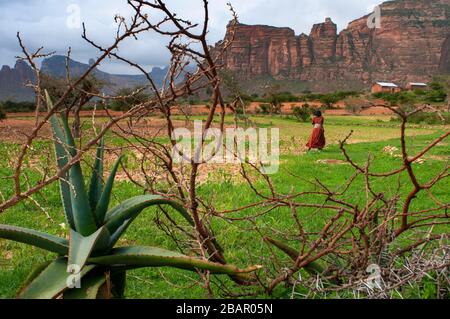 Geraltä Berge, nahe Hawzen, östlichen Tigray, Äthiopien. Eine Land-Frau geht ihr Vieh auf der Ebene der Geraltä Berge. Im Herzen von Ti Stockfoto