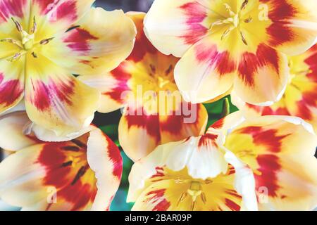 Abstrakter Blumenhintergrund Makrozarte Blumen Rot und Weiß oder gelbe Tulpe. Weicher selektiver Fokus. Stockfoto