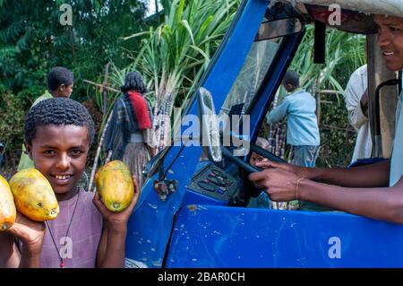 Straße zwischen Wukro nach Mekele, Äthiopien. Mehrere Arbeitnehmer schneiden Sugar Canes auf der Straße von Wukro, Mekele. In Wukro, in der Region Tigray, Nord-o Stockfoto