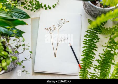 Seite aus Herbarium und Pflanzen in Töpfen Stockfoto