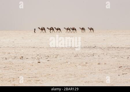 Kamelkarawane mit Salz aus der Danakil-Depression im Norden Äthiopiens. Stockfoto