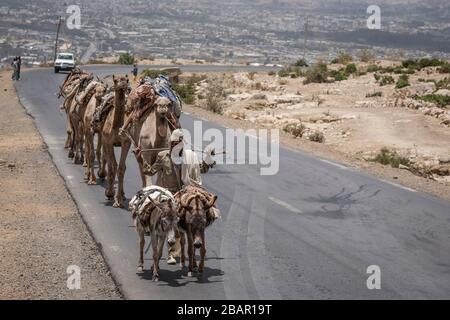 Kamelkarawane mit Salz aus der Danakil-Depression im Norden Äthiopiens. Stockfoto