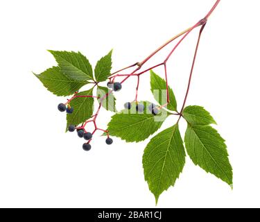 Naturgrünes Laub und Beeren von girligen Trauben (lat. Parthenocissus quinquefolia), isoliert auf weißem Hintergrund Stockfoto