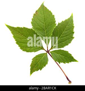 Grünes Blatt aus girligen Trauben (lat. Parthenocissus quinquefolia), isoliert auf weißem Hintergrund Stockfoto