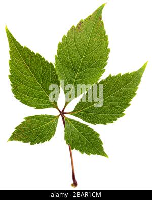 Grünes Blatt aus girligen Trauben (lat. Parthenocissus quinquefolia), isoliert auf weißem Hintergrund Stockfoto