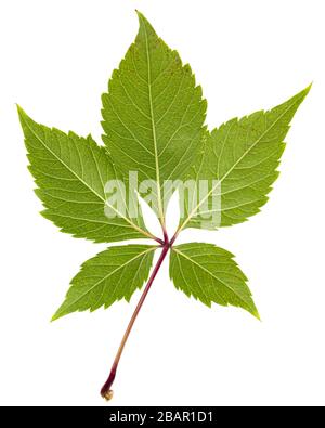 Grünes Blatt aus girligen Trauben (lat. Parthenocissus quinquefolia), isoliert auf weißem Hintergrund Stockfoto