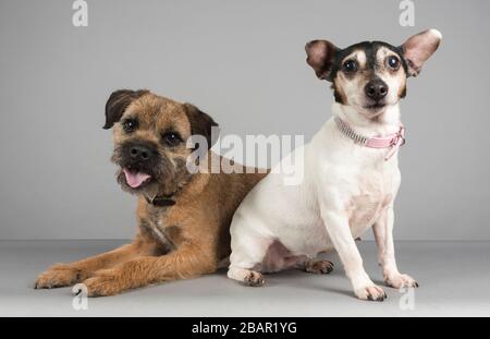 Doppelte Probleme! Jack Russell Terrier & Border Terrier Doggy Friends in Großbritannien Stockfoto