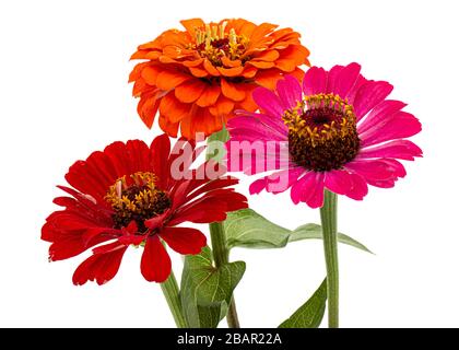 Drei Blumen von zinnia, isoliert auf weißem Hintergrund Stockfoto