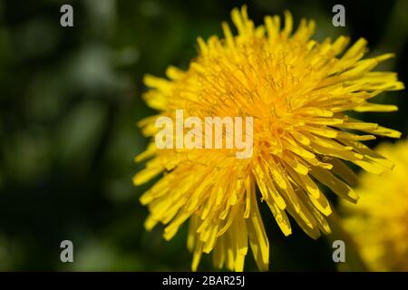 Gewöhnlicher Löwenzahn (Taraxacum officinale) Blüte Nahaufnahme selektiver Fokus Stockfoto