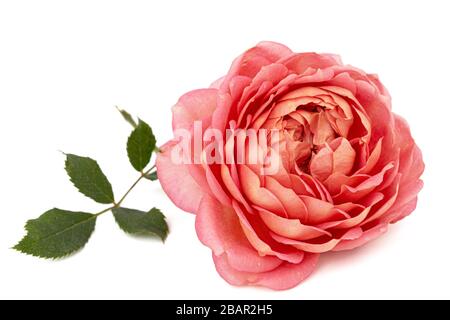 Rosa Blume Rose, isoliert auf weißem Hintergrund Stockfoto