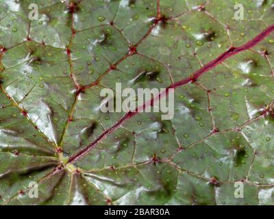 Stachelige Wasserlilie (Euryale ferox) mit Blattdetails in Nahaufnahme Stockfoto