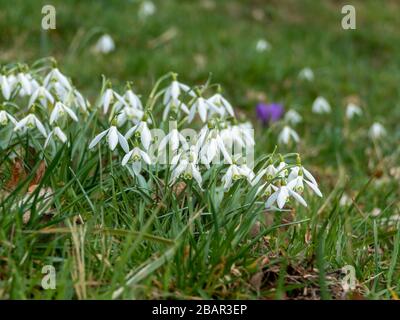 Häufige Schneefälle (Galanthus nivalis) in Blüte auf einem Maedow closeup Stockfoto