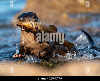 Nahaufnahme einer erwachsenen europäischen Otterin ( Lutra Lutra), die mit einem großen Fisch aus dem Wasser in Richtung Kamera eilt Stockfoto