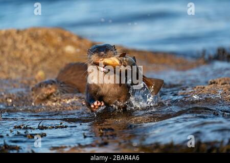 Nahaufnahme einer erwachsenen europäischen Otterin ( Lutra Lutra), die mit einem großen Fisch, der von ihrem Jungen verfolgt wird, aus dem Wasser in Richtung Kamera eilt Stockfoto