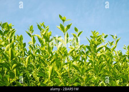 Nahaufnahme von privaten Blättern in Hecke isoliert gegen blauen Himmel, New Forest, Hampshire, England Stockfoto