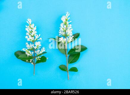 Nahaufnahme von privaten Blättern und weißen Blumen, isoliert auf blauem Grund für Ausschneiden, New Forest, Hampshire, England Stockfoto