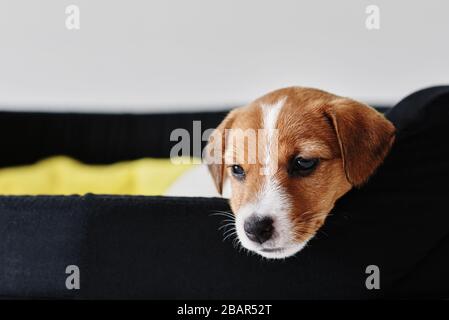 Der traurige russel Terrier Hund liegt im Bett Stockfoto