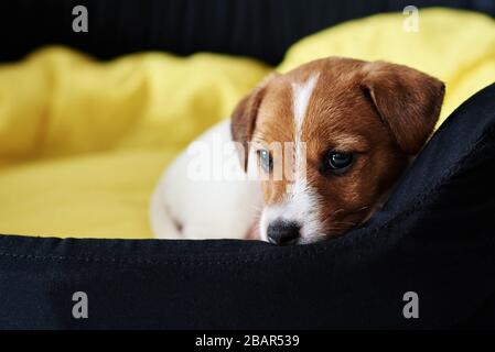 Der traurige russel Terrier Hund liegt im Bett Stockfoto