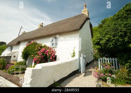 Traditionelles, hübsches weisses Haus mit rosafarbenen Rosen über der Haustür im kleinen malerischen Fischerdorf Cadgwith, Cornwall, England Stockfoto