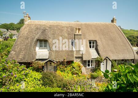 "Old Dolphin Cottage" und sein Nachbar, traditionelle strohgedeckte Cottages in dem kleinen malerischen Fischerdorf Cadgwith, Cornwall, England Stockfoto