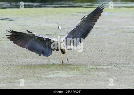 Ein grauer Reiher berührt die Oberfläche eines mit Algen bedeckten Sees im Buschwy Park, West London Stockfoto