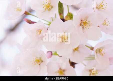 Kirschblüten machen im Frühjahr schöne Szenen. Stockfoto