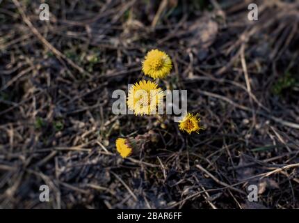 Coltsfoot oder Foalfoot vier Blumen im Frühling unter gedrungenem Gras. Wachstum der Frühlingspflanze Stockfoto