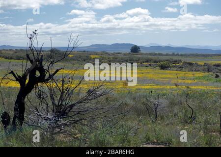 Felder mit wilden Blumen erhellen die Landschaft in und um Nieuwoundtville, Nordkaper, Südafrika Stockfoto
