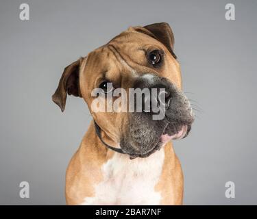 Shar Pei überquerte mit einem Bullmastiff, Großbritannien. Stockfoto