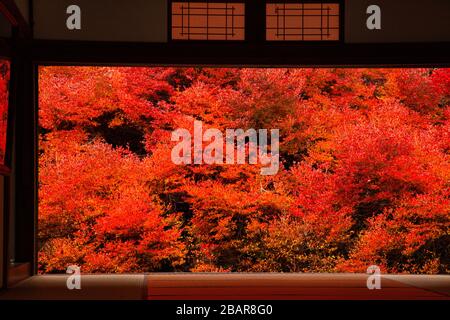 Herbst Farben im Wald Toyooka Japan, Blick aus dem Fenster Tempel Stockfoto